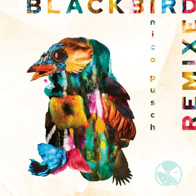 Blackbird