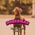 Cover art for Doberman