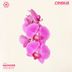 Cover art for Orchid