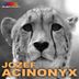 Cover art for "Jozef — Acinonyx"