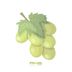 Cover art for Green Grape